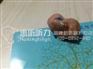 广州越秀瑞声达瑞朗隐形助听器促销活动