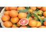 忠县中,晚熟血脐橙供应商哪家好|优质的中
