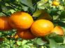 销量好的沙糖桔公司——沙糖桔代理