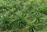 涝峪苔草【山东涝峪苔草】【青州涝峪苔草】【优质涝峪苔草】【效