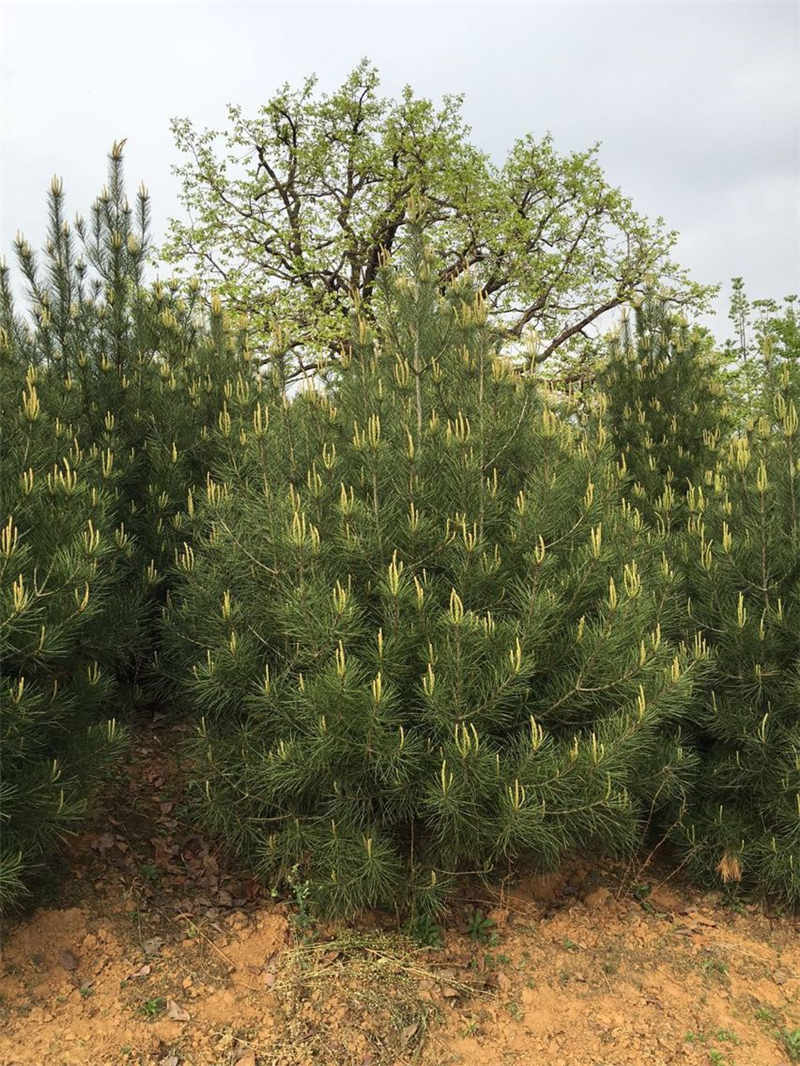 優(yōu)質(zhì)華山松首推苗木種植中心：求購華山松價格