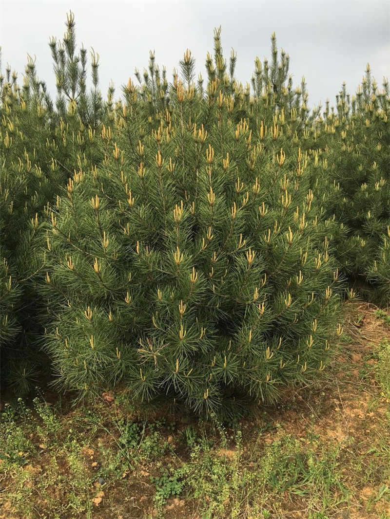成活率高的華山松批發(fā)|中國華山松