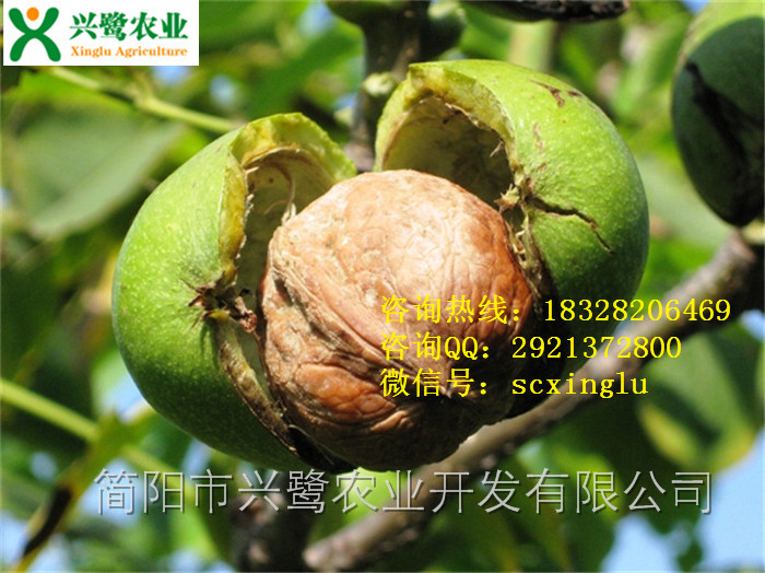 早实核桃苗,早实核桃苗除  早实核桃苗产家  早实核桃苗批发