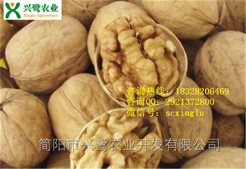 早实核桃苗,早实核桃苗除  早实核桃苗产家  早实核桃苗批发