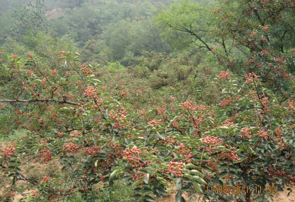 河北韩城大红袍花椒供应商_价格  厂家价格