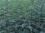 韩城大红袍花椒苗采购价格_哪家便宜
