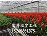 智能花卉温室建设 厂家直销 价格公道