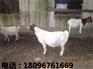 具有口碑的山羊，哪里有卖——吉林山羊