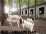 阜阳划算的山羊供应 山羊价钱如何