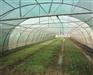 结实耐用的温室大棚推荐_山东温室大棚