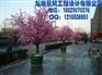 假树|仿真假树|室内假树制作_龙岩景观