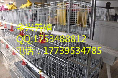 全自动层叠式蛋鸡笼 肉鸡笼 育雏鸡笼  蛋鸡笼肉鸡笼  立式育雏鸡笼  捡蛋机