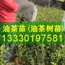 嫁接油茶苗批发,热销江西,湖北,浙江,福建,广东