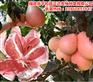 平和正达三红蜜柚苗高热销