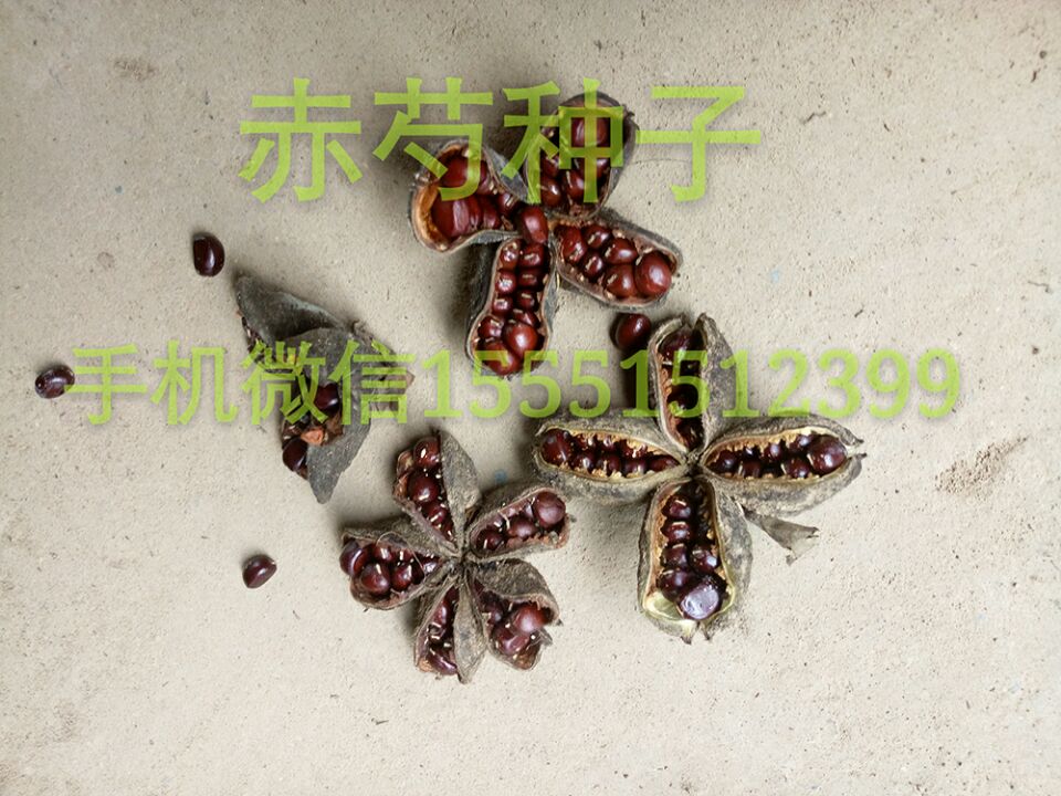亳州芍药种子价格芍药籽批发  芍药苗