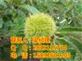 玉溪板栗苗修剪，玉溪板栗苗整形