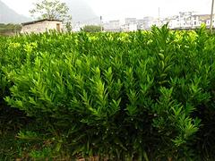 广西马水桔_品种好的马水桔苗推荐  广西马水桔苗种植技术  广西马水桔苗种植基地