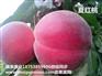 夏红桃树苗 早熟桃树苗新品种
