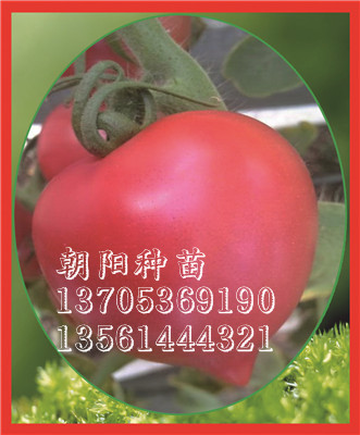 春桃番茄种子种苗//山东春桃番茄种子种苗