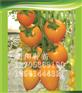 【大黄桃番茄种子】山东大黄桃番茄种子【信