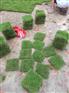 马尼拉草、蓝花楹等各种绿化树等各种苗木