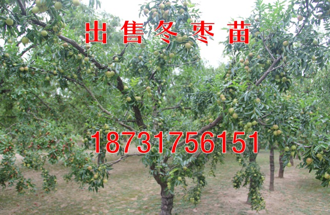 出售冬枣苗（河北邢台）二代冬枣苗基地  枣树苗  红枣苗