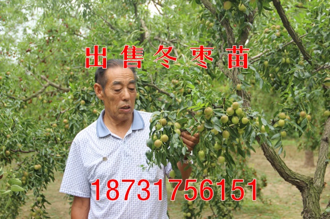 出售冬枣苗（河北邢台）二代冬枣苗基地  枣树苗  红枣苗