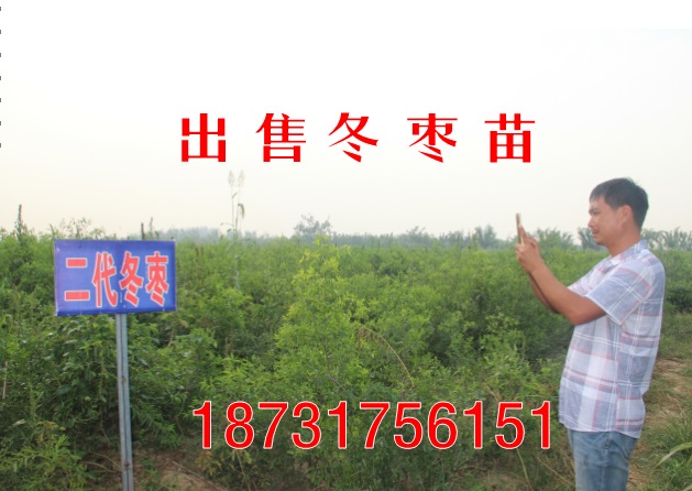 出售冬枣苗（河北邢台）二代冬枣苗基地  枣树苗  红枣苗