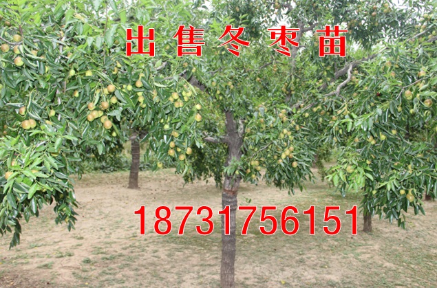 出售黄骅冬枣苗（内蒙临河地区）  枣树苗  红枣苗