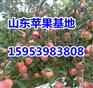 漯河红富士苹果现在多少钱一斤