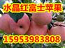 长沙红富士苹果现在多少钱一斤
