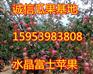 宜宾红富士苹果现在多少钱一斤