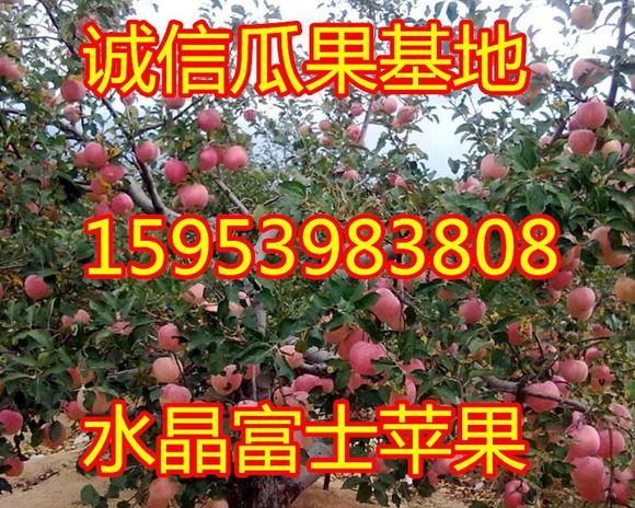 亳州红富士苹果今日价格咨询&nbsp;&nbsp;水晶红富士苹果&nbsp;&nbsp;红将军苹果