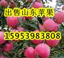 楚雄州红富士苹果今日价格咨询