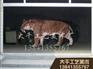 古生物模型供应厂家_买优质古生物模型，就