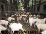 世新山羊养殖场划算的山羊供应_海南山羊