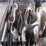 上海山羊_优质的山羊，哪里有卖