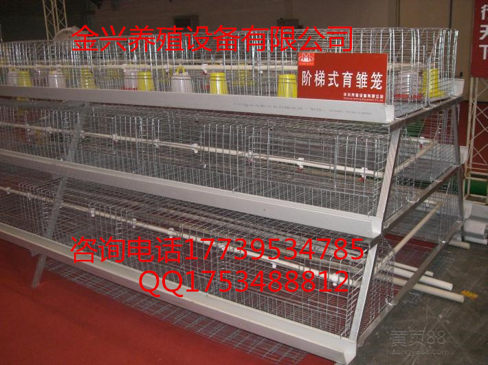 阶梯式育雏鸡笼  自动清粪机  上料机