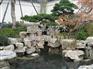 潍坊龟纹石知名厂商 龟纹石盆景制作
