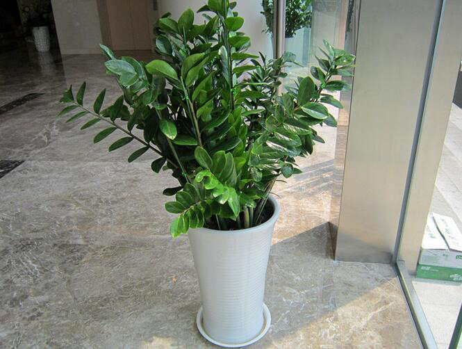 福泉除甲醛植物制作  厂家价格