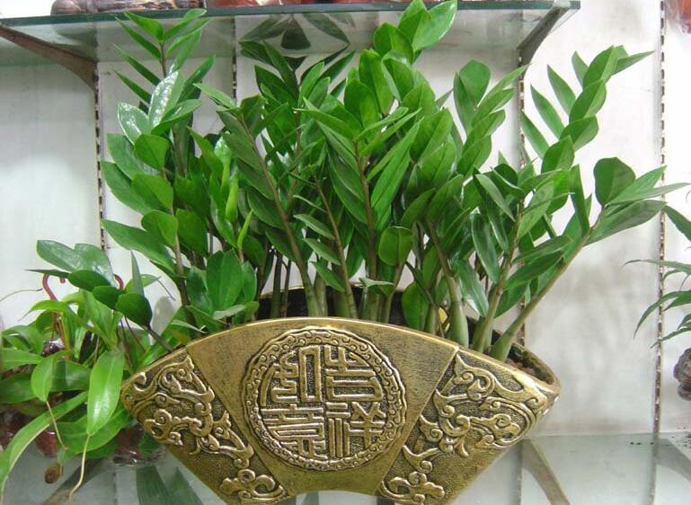 朝阳室内观叶植物制作  厂家价格