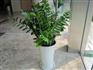 福泉除甲醛植物制作