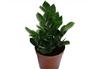 六安室内观叶植物制作
