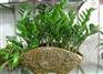 朝阳室内观叶植物制作