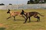 钦州 红色马犬纯种血统犬