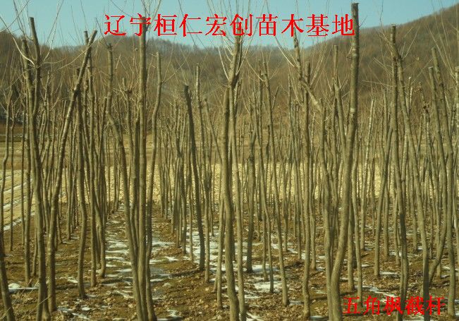 五角枫小苗、五角枫基地、五角枫截杆树  辽宁五角枫