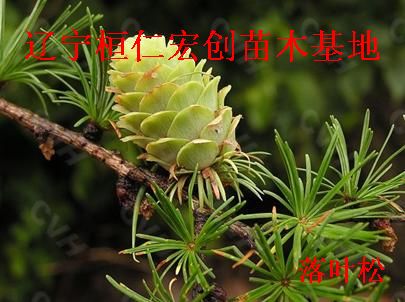 落叶松小苗、落叶松基地、日本落叶松苗价格  落叶松二年苗价格  日本落叶松小苗  日本落叶松基地