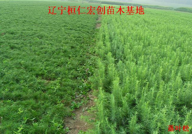 落叶松小苗、落叶松基地、日本落叶松苗价格  落叶松二年苗价格  日本落叶松小苗  日本落叶松基地
