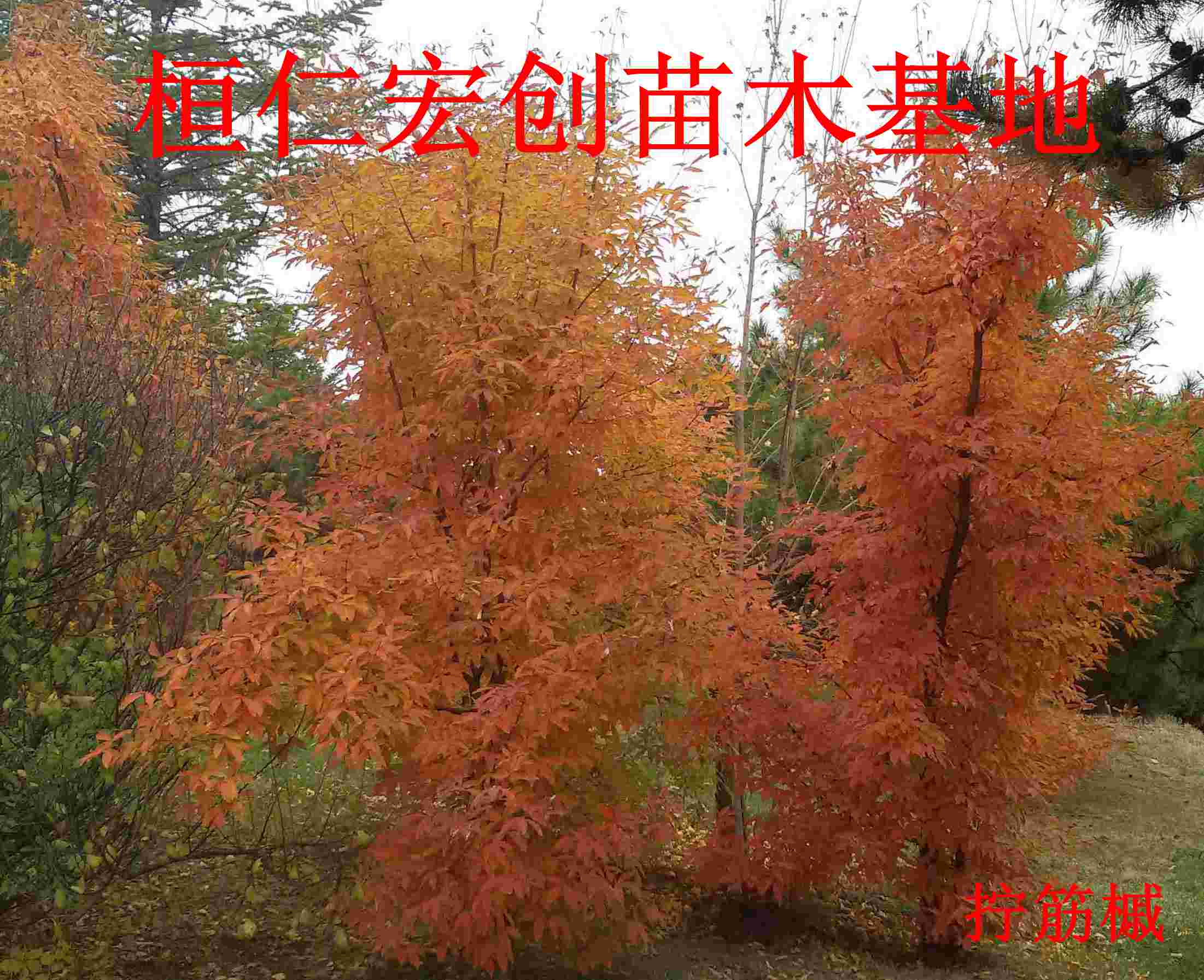 拧筋槭小苗、拧筋槭基地、拧筋槭树苗