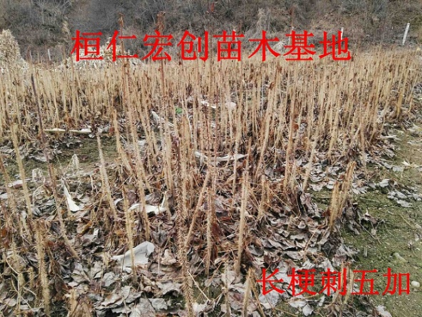 长梗刺五加小苗、长梗刺五加基地  刺五加苗价格
